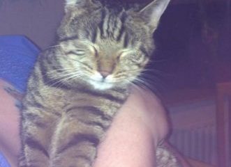 -vermittelt- Joey (*05/13) – Tigerchen sucht geduldiges zu Hause