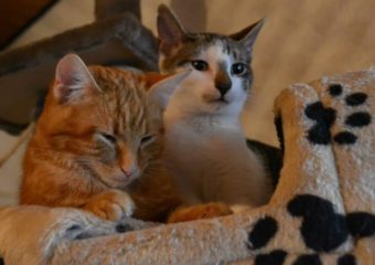 Paulchen (geb. 07/13) und Tayson (geb. 08/13) – auch getrennt