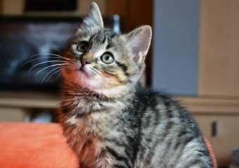 Katzenmädchen Elvie sucht liebevolles zu Hause -vermittelt-