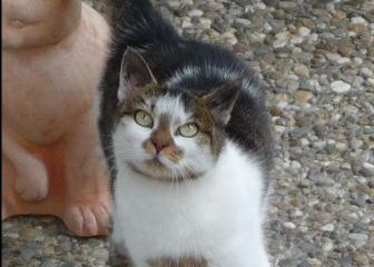 -vermittelt- Minka – hundeverträgliche, menschenbezogene Schmusekatze sucht Familie