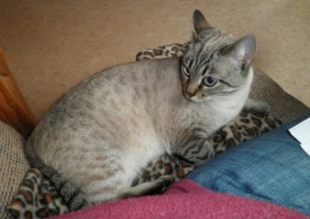 -vermittelt- Marla (geb. 05/12) – soziale Siam-Bengalenmixlady mit blauen Augen