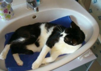 -vermittelt- Joker (2 Jahre) – ruhiger, lieber Schmusekater sucht seinen Menschen