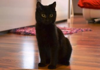 -vermittelt- Naomi (*06/13) – ziehe ich ein, zieht die Langeweile aus