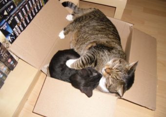 Ronja grüßt aus Nürnberg