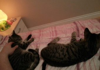 Chico und Valentine grüßen aus Würzburg