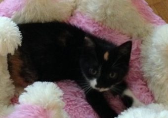 Alice hat die Herzen im Sturm erobert