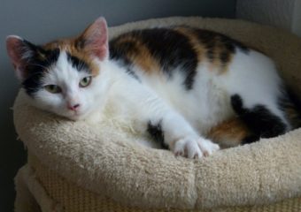 -vermittelt- kleiner Sonnenschein Kiki (geb. 08/13) sucht Dosenöffner