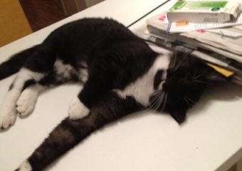 -vermittelt- Fritzchen (geb. 08/13) – kleiner Rabauke sucht Dosenöffner