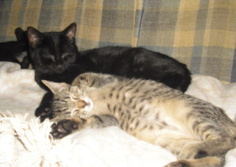 zwei Katzenkinder hatten Glück – Mohrle und Minzi