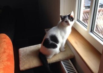 -vermittelt- Snoopy – aufgewecktes Katerchen sucht Spielkameraden