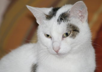 -vermittelt- Lucy und Linus – zwei ruhige Kampfschmuser suchen ein neues Zuhause in reiner Wohnungshaltung