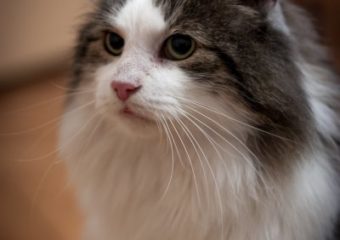 -vermittelt- Carusa – langhaariger Fundkater