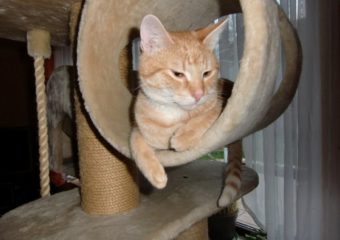 -vermittelt- Ivo (*07/13) auf der Suche nach seinen Dosis