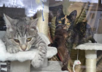 -vermittelt- Kim und Xenia (geb. 08/13) – auch getrennt