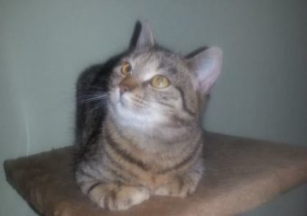 -vermittelt- Mrs. Mau (ca. 1 Jahr) – hundeverträgliche Katzendame sucht