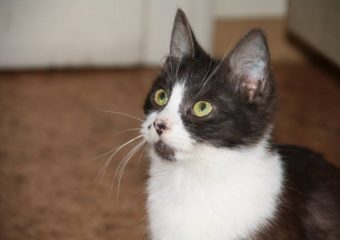 -vermittelt- Idefix (09/13) – liebes Schmusekaterchen sucht ab Mitte/Ende Februar (hundeverträglich)