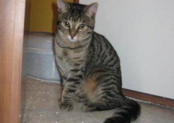 -vermittelt- zutrauliches Tigermädchen Yammi (geb. 09/13)