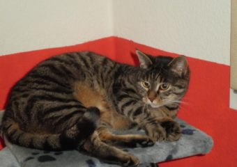-vermittelt- anhängliche Schmusekatze Amelie (geb. 2007)