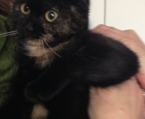 -vermittelt- Kira (geb. 09/13) – hundeverträgliches Schildpattmädchen sucht geduldiges Zuhause