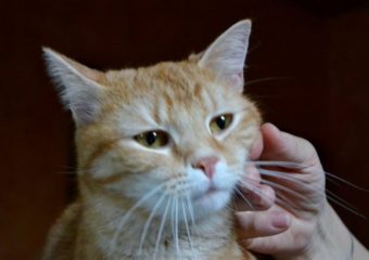 -vermittelt- hundeverträglicher Charlie (geb. 2012) –  ruhiger roter Schmusekater sucht Freigängerzuhause