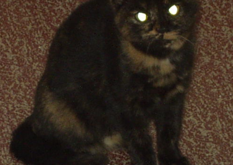 -vermittelt- Medusa (geb. 06/13) scheue Schönheit auf der Suche