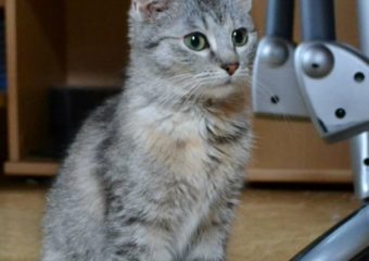 -vermittelt- hundeverträgliches Katzenmädchen Cinderella (geb. 09/13)