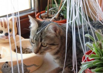 -vermittelt- verspielter Kampfschmuser Andy (geb. 09/13)