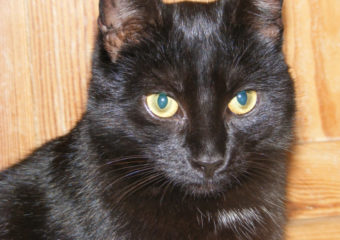 Lackfellchen Kimba sucht zu Hause mit Katzenkumpel