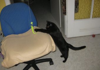 -vermittelt- verschmustes Katzenmädchen Coco (ca. 1,5 Jahre)