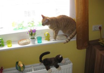 -vermittelt- roter, sensibler Schmusekater Kolja (ca. 1,5 Jahre)