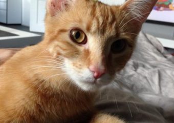 -vermittelt- Paulchen (geb. 07/13) – frecher, verschmuster Rotschopf sucht Freigängerzuhause