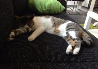 -vermittelt- Tayson (geb. 08/13) – sozialer Kuschelbär sucht Zuhause auf Lebenszeit