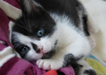 -vermittelt- Newton, Bernoulli, Emilia, Matilda und Lotta (geb. 03/14) suchen ab Juni liebevolle Dosenöffner