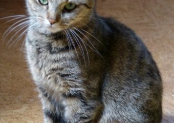 Kuschelkatze Becky (ca. 1,5 Jahre) sucht ihren Menschen