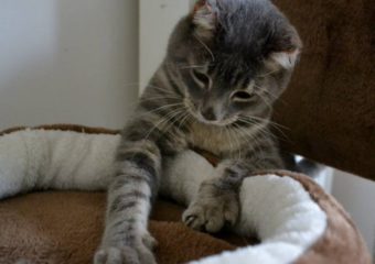 verschmuster Traumkater Burni (geb. 2008) – wer schenkt mir ein Zuhause?