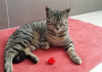 -vermittelt- verspielter Ole (geb. 05/2013) sucht Kuschelsofa *reserviert*