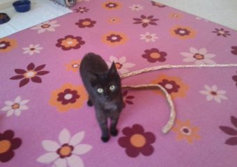 -vermittelt- Pepper (08/13) – verschmuster kleiner Wirbelwind sucht ihren Menschen *reserviert*