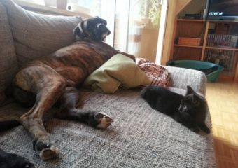 -vermittelt- hundeverträgliches Katzenmädchen Fee (geb. 03/14) sucht ab Mitte Juni liebevolles Zuhause