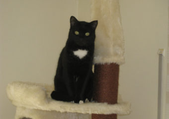 Olly – lebensfroher, hundeveträglicher Kater sucht Familienanschluss