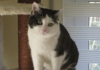 hundeverträglicher Kasimir sucht Kuschelsofa