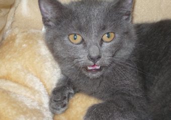 -vermittelt- Karthäusermixmädchen Jette sucht zu Hause als Zweitkatze