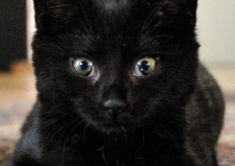 Filou – sieben auf einen Streich: eine traurige Geschichte