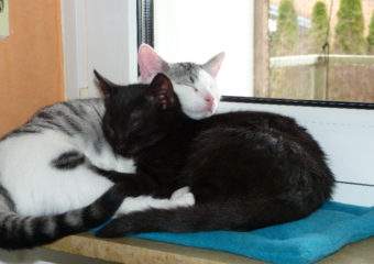 -vermittelt- Kamikater und Kalli – 2 verschmuste Rabauken suchen liebevolles zu Hause in Wohnungshaltung