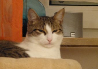 Leonard (*04/12) sucht Kuschel- und Spielplatz für immer! *vermittelt*