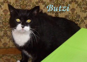 -vermittelt- SOS! Wer hat ein Herz für diese Sampfötchen aus Kronach?