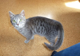 junges Silbertigerchen sucht schmusefeste Dosenöffner