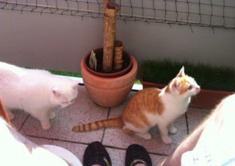 Vinnie grüßt aus Nürnberg