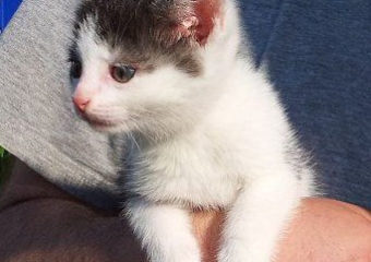 Bacardi und Spencer grüßen aus dem neuen zu Hause