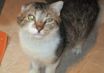 Leukose positiv – Bruno und Clarence