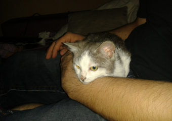 Katzenkind Milli sucht liebevolles zu Hause